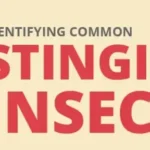 Arrow exterminating stinging insect infographic - keep pests away from your home with Arrow Exterminating Company in NY