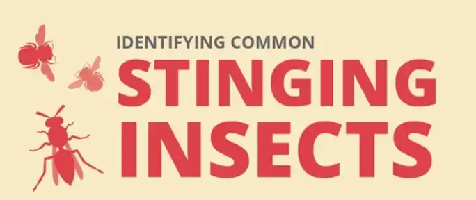 Arrow exterminating stinging insect infographic - keep pests away from your home with Arrow Exterminating Company in NY