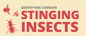 Identifying stinging insects.