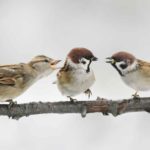 Sparrows on a tree branch