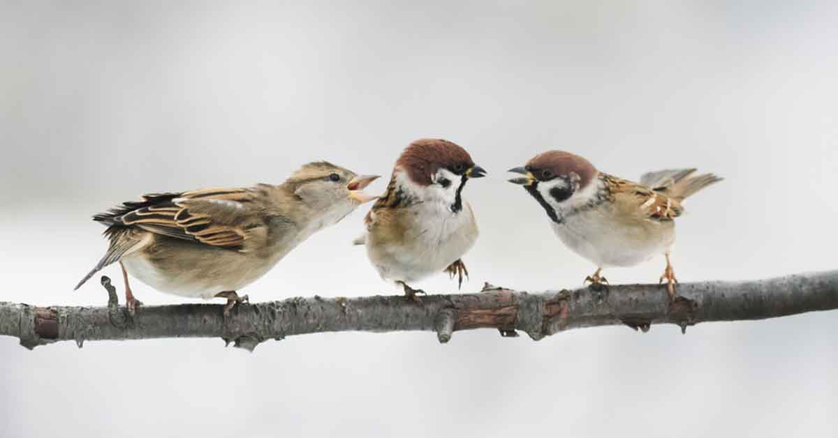 Sparrows on a tree branch
