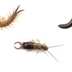 Millipedes, Centipedes, and Earwigs