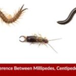 Image from above of a centipede, millipede and earwig on a white background
