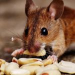 Closeup of a mouse eating peanuts