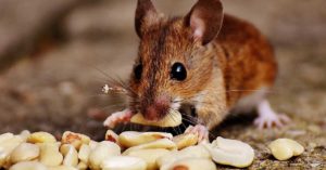 Closeup of a mouse eating peanuts