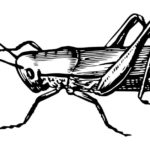 Black & white diagram of a cricket.