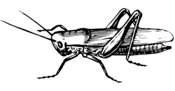 Black & white diagram of a cricket.