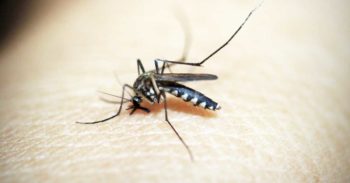 Closeup of Mosquito with proboscis slurping blood out of a human