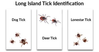 Tick Identification