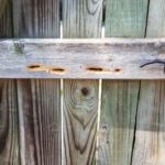 Carpenter bee holes in a wood fence