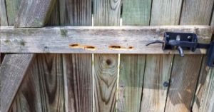 Carpenter bee holes in a wood fence