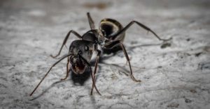 Closeup image of a black carpenter ant