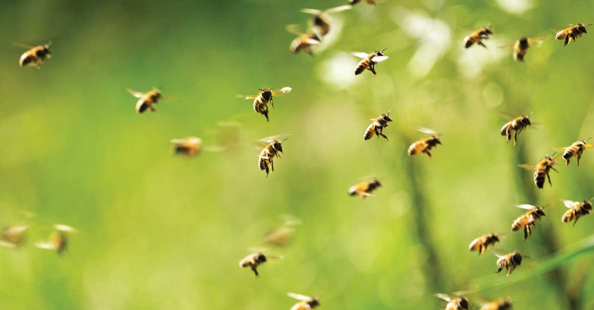 Bees swarming