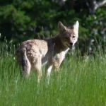 A coyote in a field of tall grass - keep pests away from your home with Arrow Exterminating Company in NY