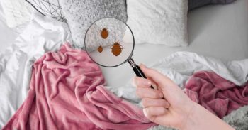 Bed Bug magnifying glass