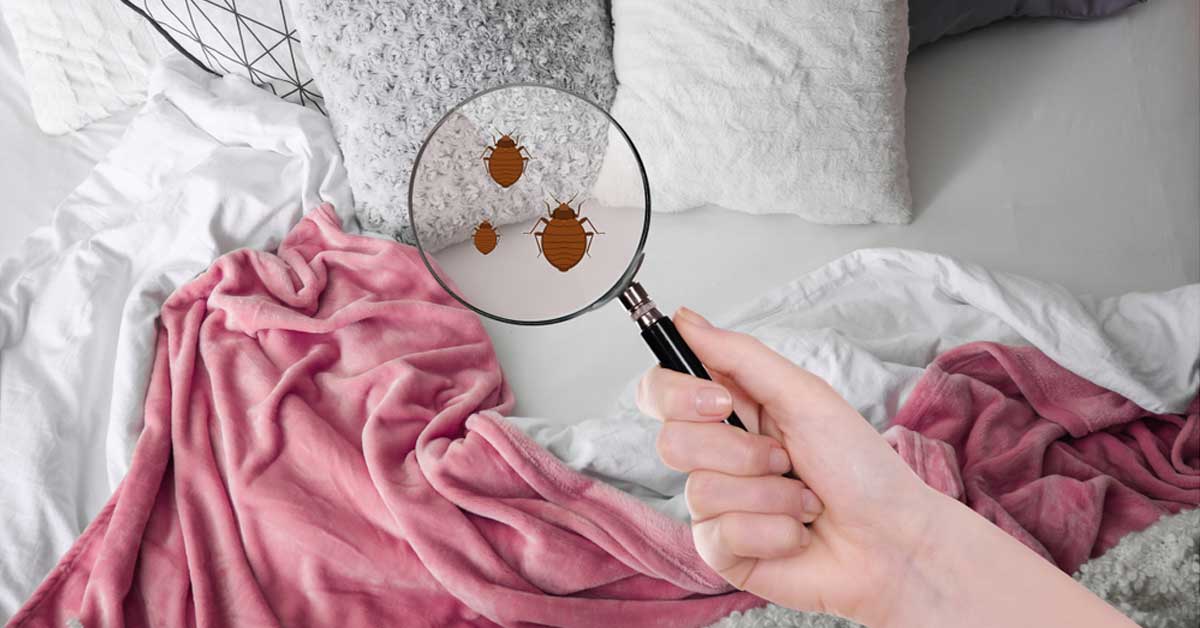 a person needs a magnifying glass to see tiny bed bugs