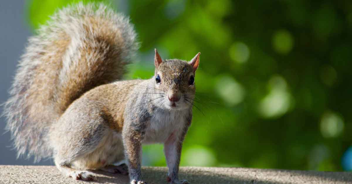 Closeup of squirrel