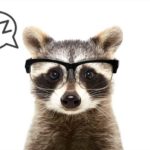 Raccoon wearing glasses