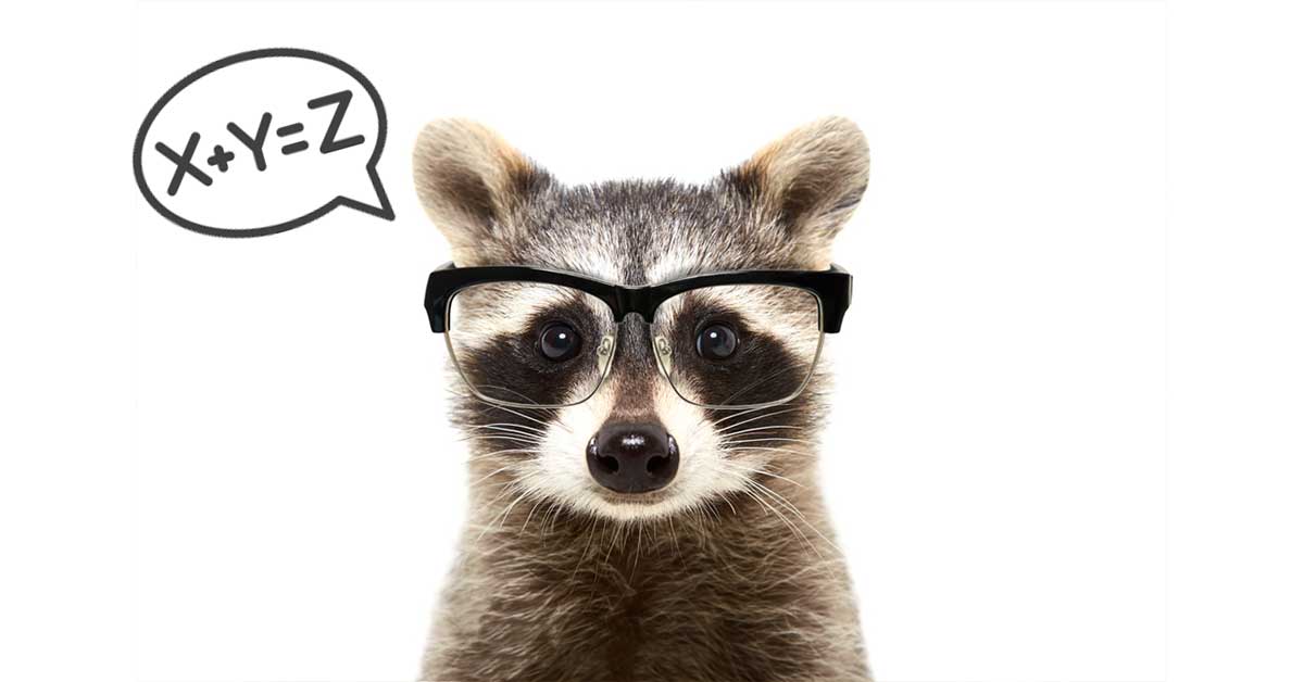 How Intelligent are Raccoons? | Arrow Exterminating