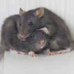 A pair of rats