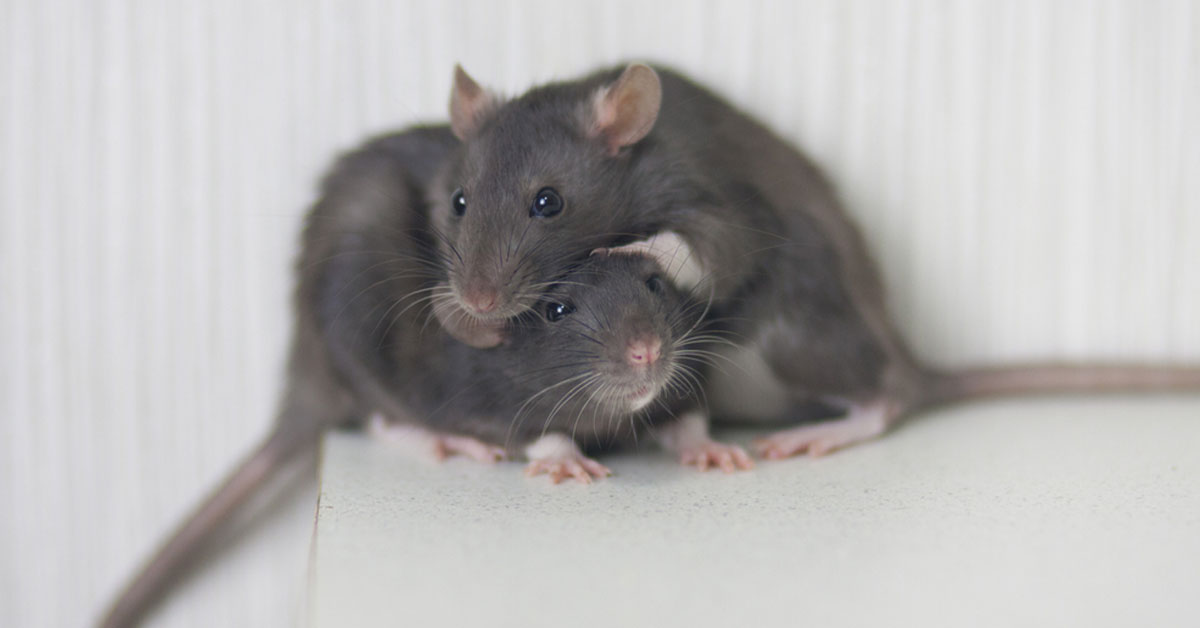 Do Rats Have A Social Hierarchy?