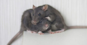 A pair of rats