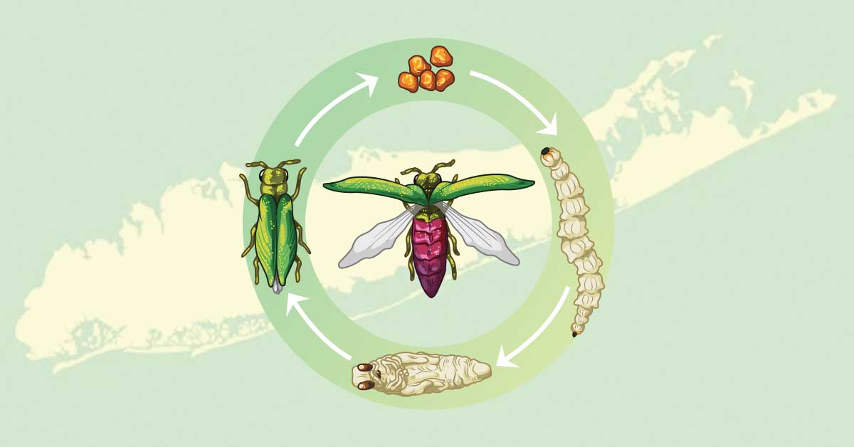 Ash Borer Life Cycle - keep pests away from your home with Arrow Exterminating Company in NY