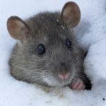 Mouse in the snow