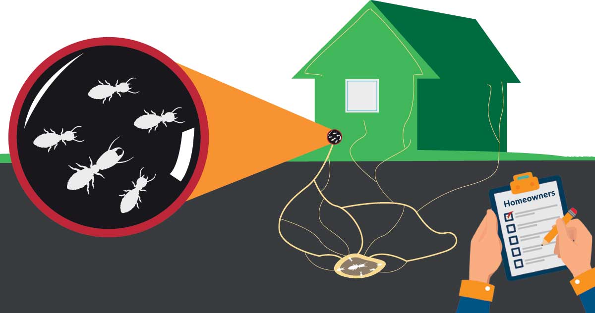 a chart shows the spread of termites from underground into a home