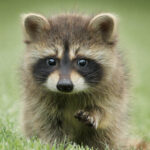 Closeup of a baby raccoon