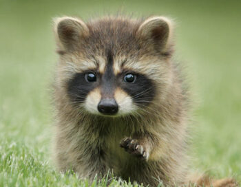 Closeup of a baby raccoon