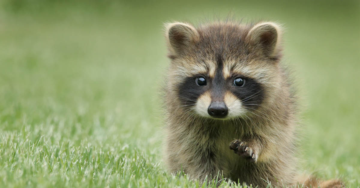 when do raccoons have babies in indiana