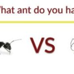 a black ant and a carpenter ant