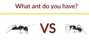 What ant do you have?