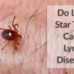 What Happens If You Are Bit By a Lone Star Tick?
