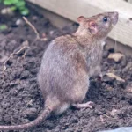 brown rodent in a garden - keep pests away from your home with Arrow Exterminating in NY