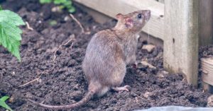 Rat in the garden