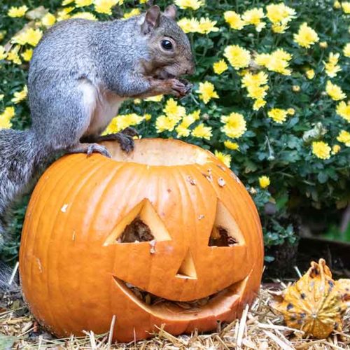 Can Bed Bugs Spread Coronavirus? Arrow Exterminating