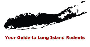Guide to Long Island Rodents