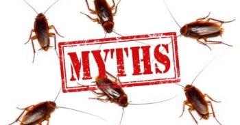 Cockroach Myths
