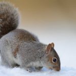 Squirrel on snow