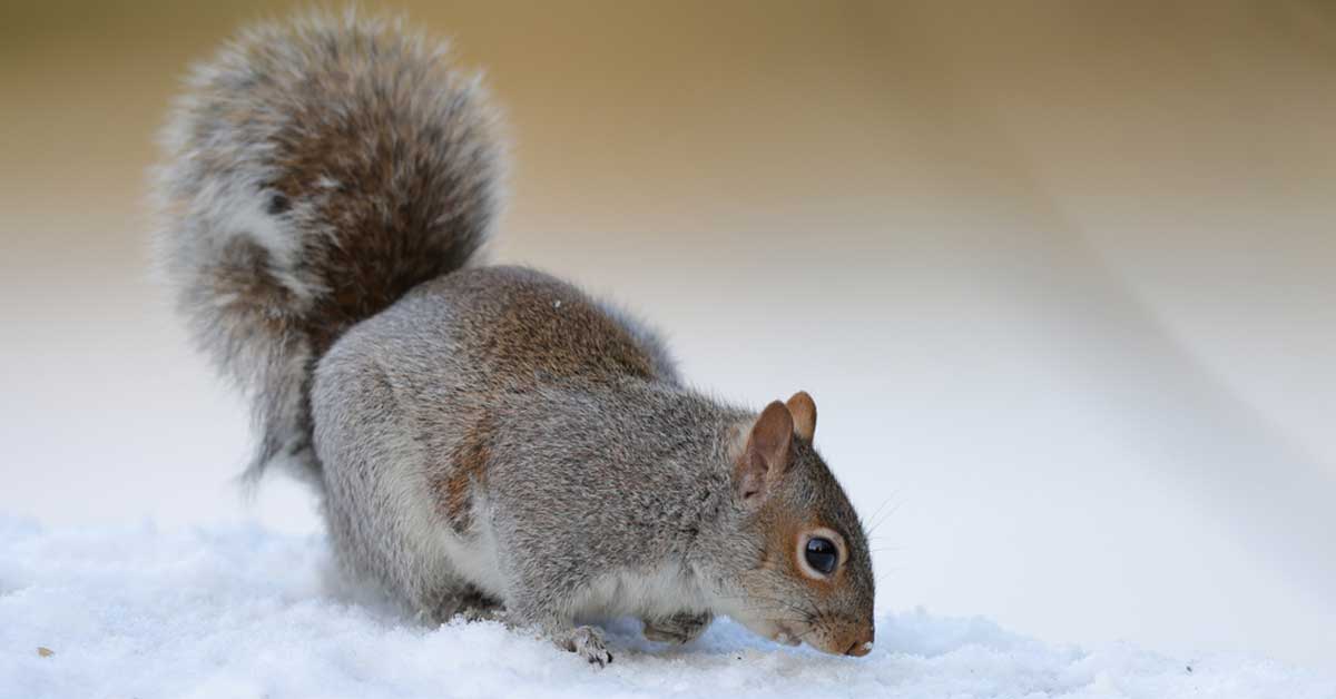 Squirrel on snow