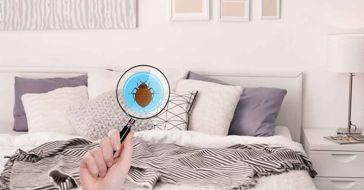 Magnifying glass showing cartoon bed bug in a gray bedroom.