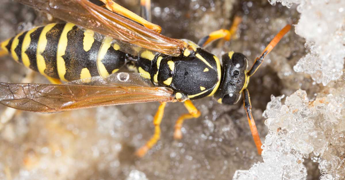 Top-down closeup of a wasp