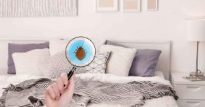 Magnifying glass showing cartoon bed bug in a gray bedroom.