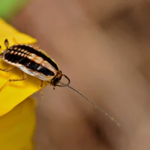 asian cockroach on the petal of a flower - keep pests away from your home with Arrow Exterminating in NY