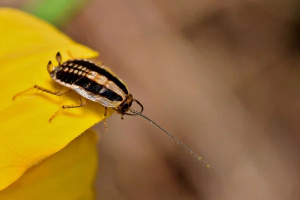 asian cockroach on the petal of a flower - keep pests away from your home with Arrow Exterminating in NY