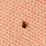 Bed bug on a woven surface - keep pests away from your home with Arrow Exterminating Company in NY