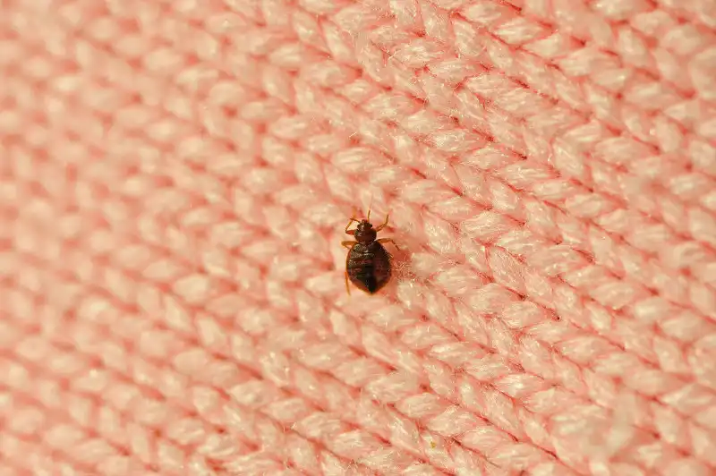 Bed bug on a woven surface - keep pests away from your home with Arrow Exterminating Company in NY