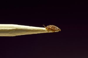 bed-bug-dangers[1]